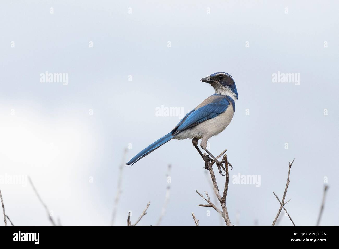 California Scrub Jay, Aphelocalicoma fornica Banque D'Images