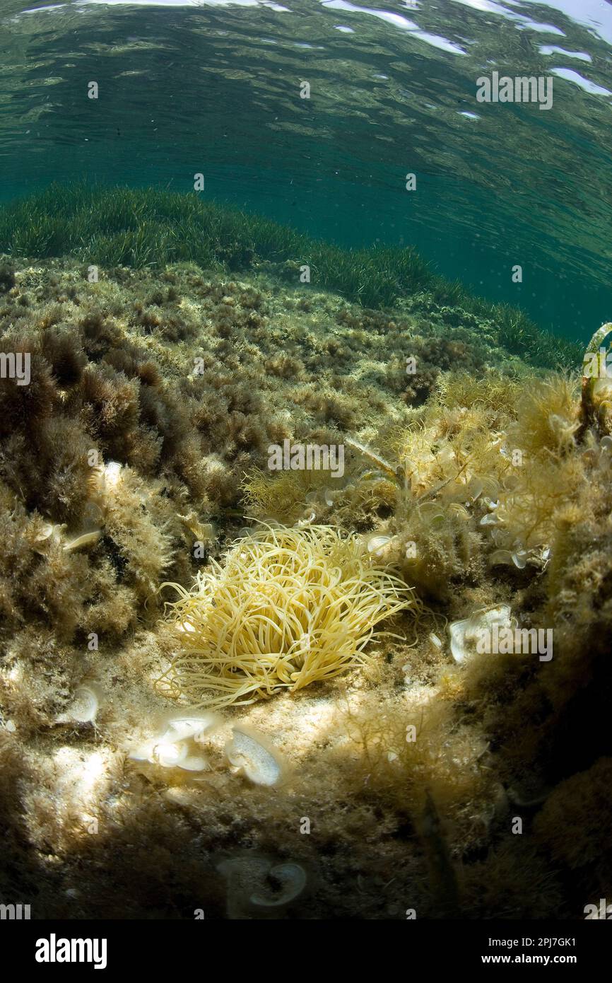 Attinia, anémone de mer (Anemonia sulcata). Capo Caccia. Alghero, Sardaigne Banque D'Images