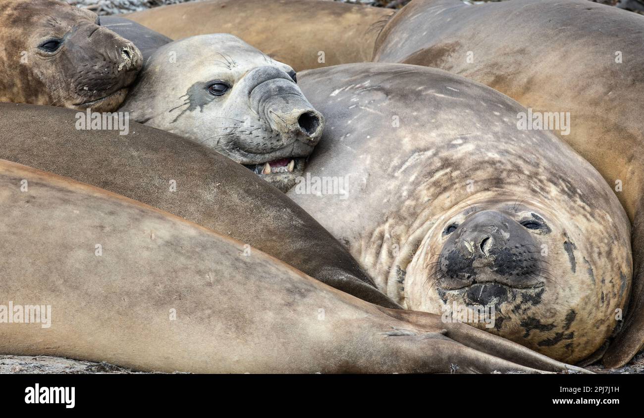 Phoques de l'éléphant du sud, Mirounga Leonina, près de Whale point sur les îles Falkland. Banque D'Images