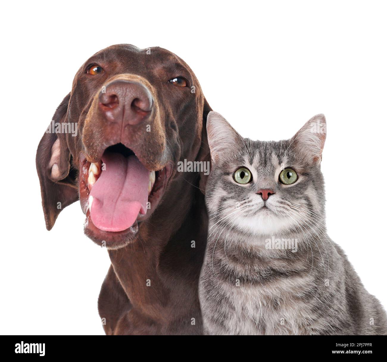 Adorable chat et chien sur fond blanc. Amis adorables Banque D'Images