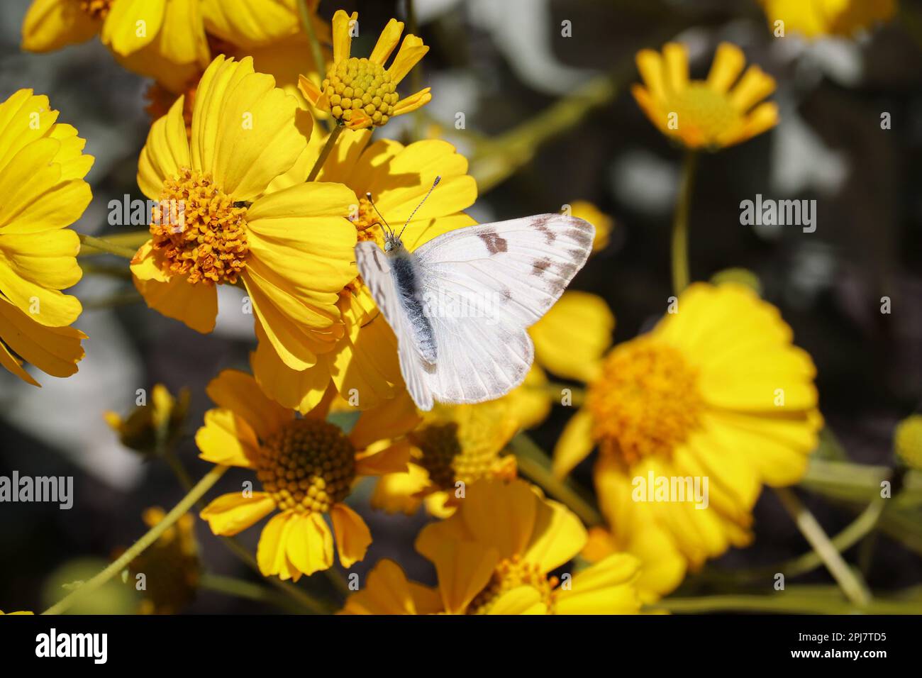 Des femelles blanches à damiers ou des protodés de Pontia se nourrissant d'une fleur en forme de pinceau fragile au Riparian Water Ranch en Arizona. Banque D'Images