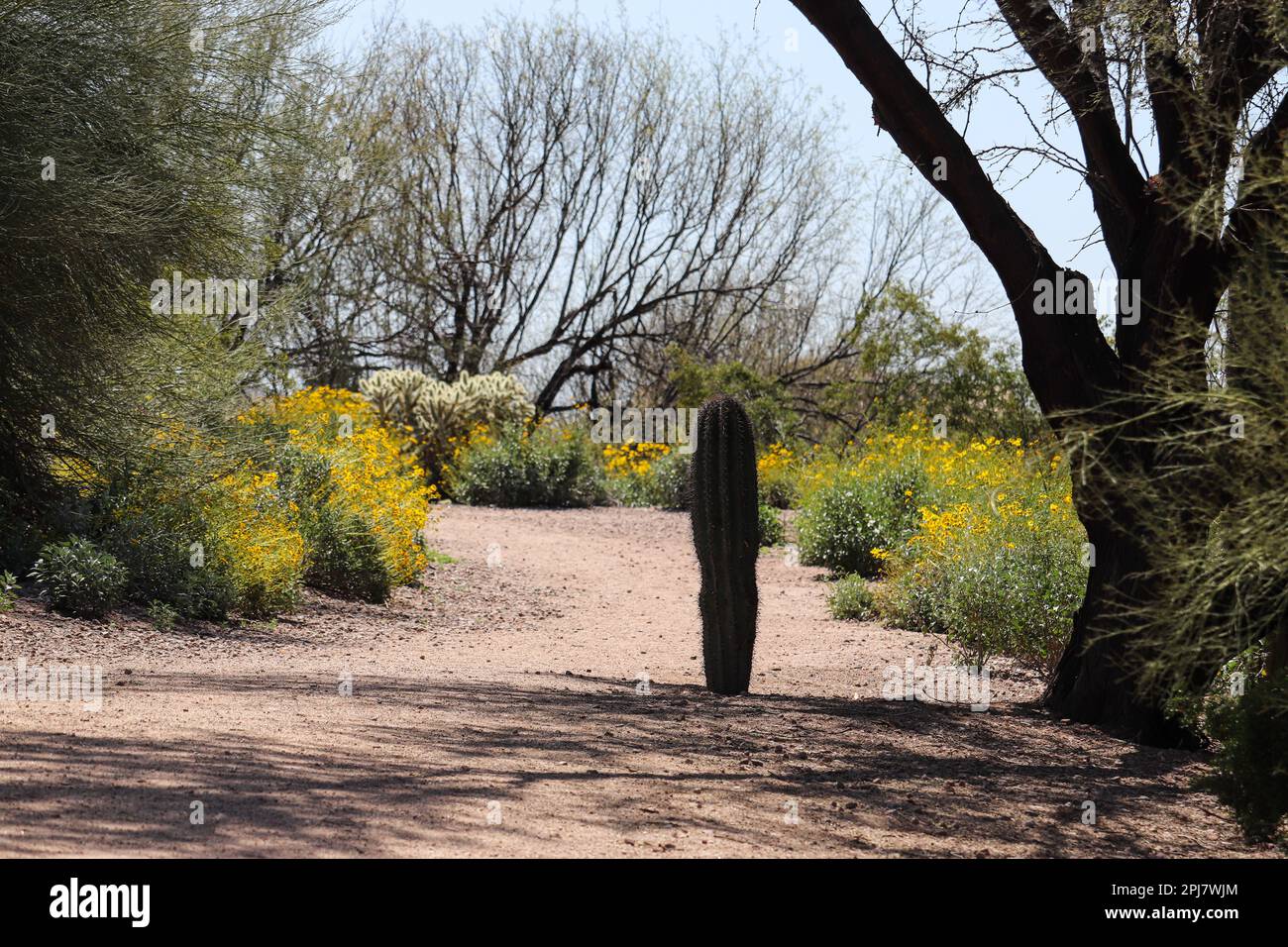 Le jeune cactus saguaro grandit sur un sentier au parc Oasis de l'ancien combattant entouré de brittlebush. Banque D'Images