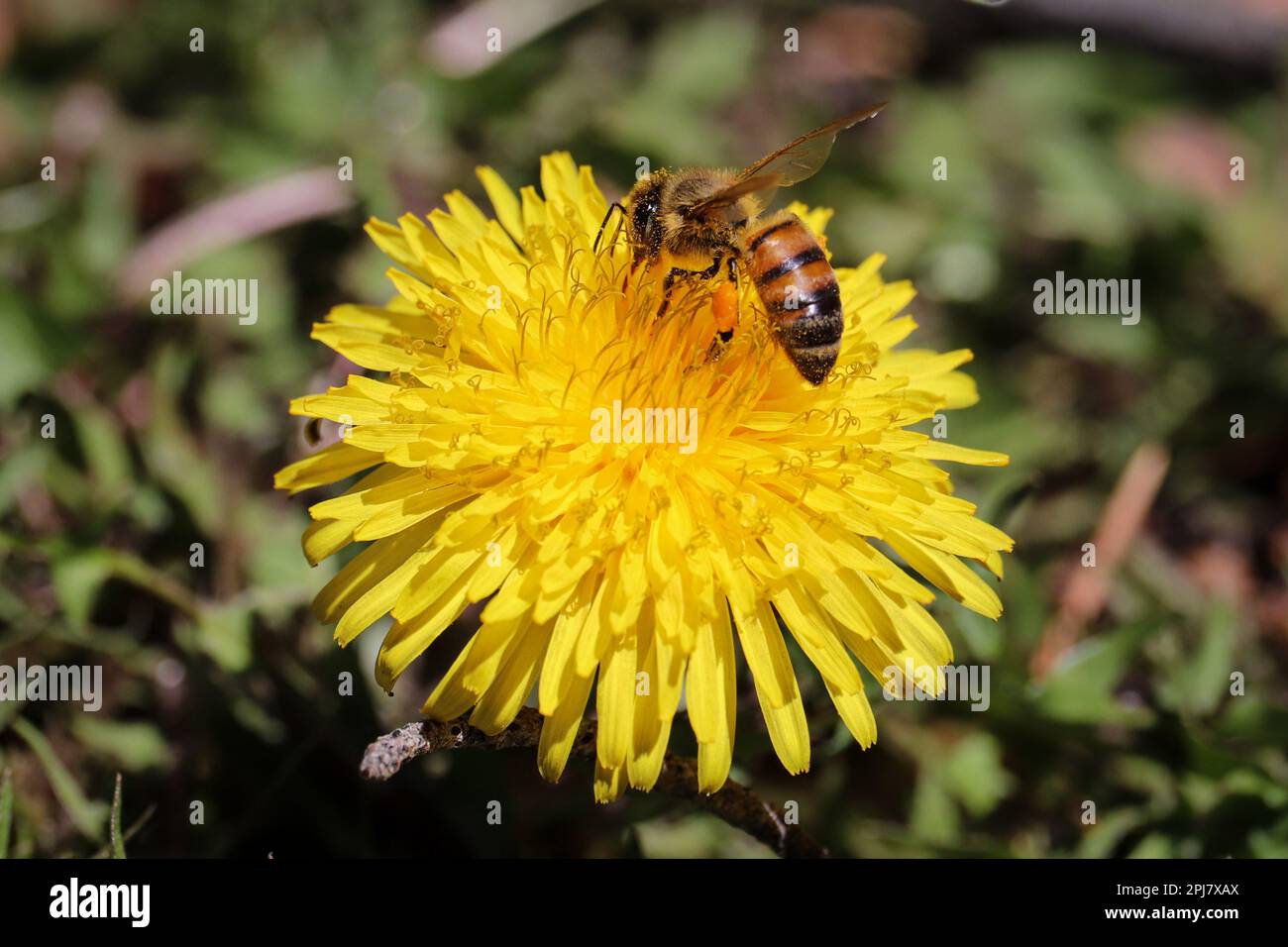 Gros plan d'une abeille occidentale ou APIs mellifera se nourrissant d'une fleur de pissenlit dans une cour à Payson, Arizona. Banque D'Images