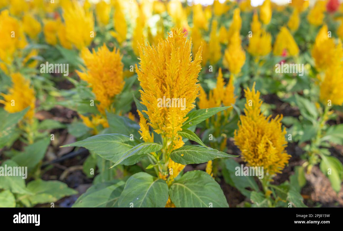 Fleurs orange de l'usine de celosia en plumes dans le jardin. Fleurs orange, rouge et jaune de Celosia argentea en plumed Cockscomb Banque D'Images