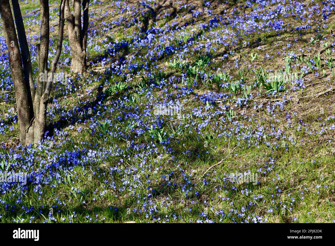 De petites fleurs de printemps bleues sur 30 mars près de la lagune Wade au cercle universitaire de Cleveland Banque D'Images