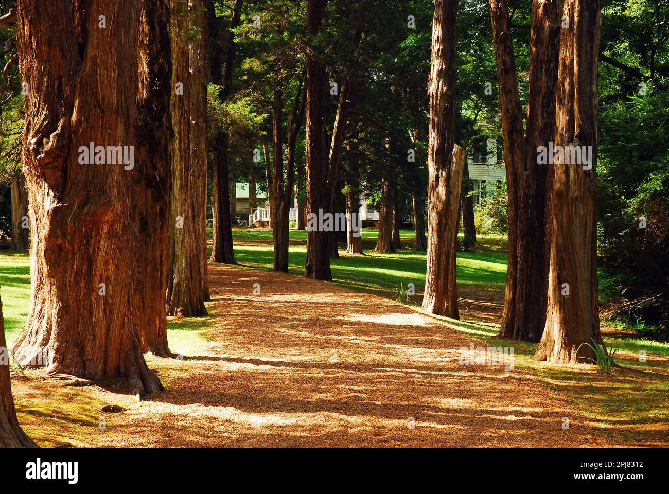 Des chênes bordent un chemin qui mène à Rowan Oak, la maison de William Faulkner à Oxford, Mississippi Banque D'Images