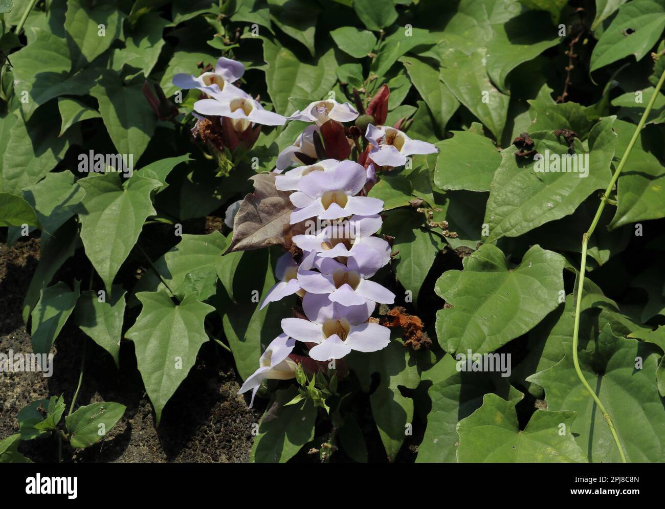 Vue d'une inflorescence florale d'une vigne d'horloge de Laurel (Thunbergia Laurifolia) pousse sur un mur Banque D'Images