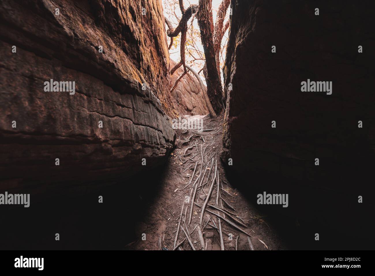 Naka grotte géant serpent pierre. Dans le parc national de Phu Langka, Buangkan Thaïlande. Banque D'Images