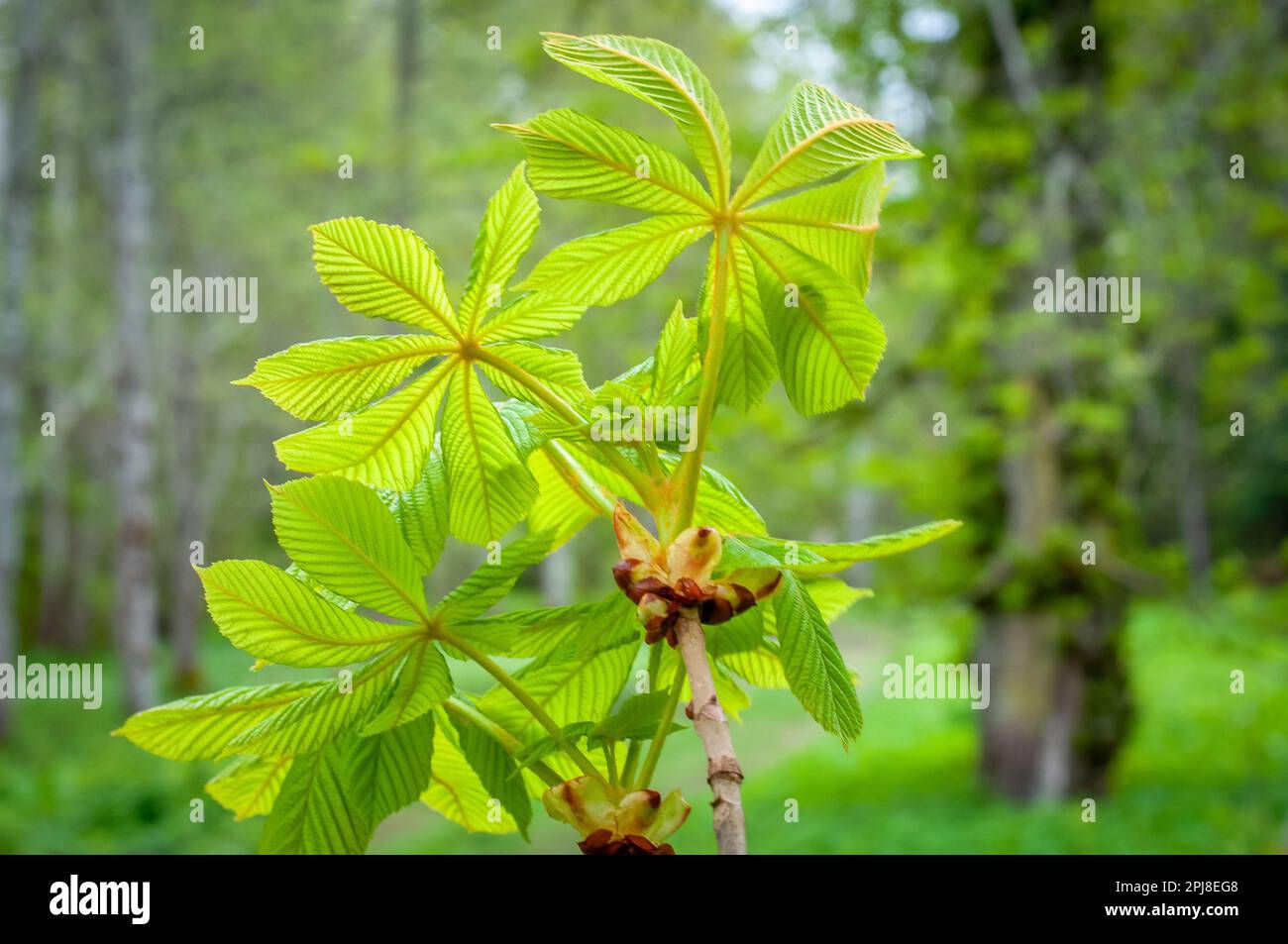 Une branche d'un arbre de châtaignier à cheval (Aesculus hippocastanum). Cinq feuilles de châtaigne de cheval fraîches au printemps. Banque D'Images