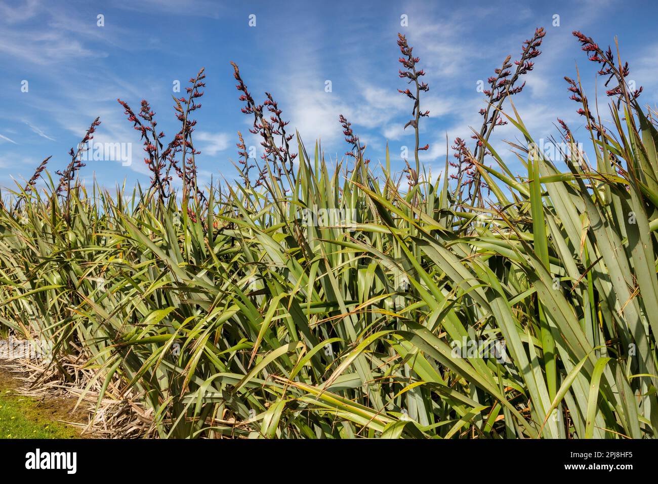 Lin natif de Nouvelle-Zélande, ou Phormium, en pleine fleur. Banque D'Images