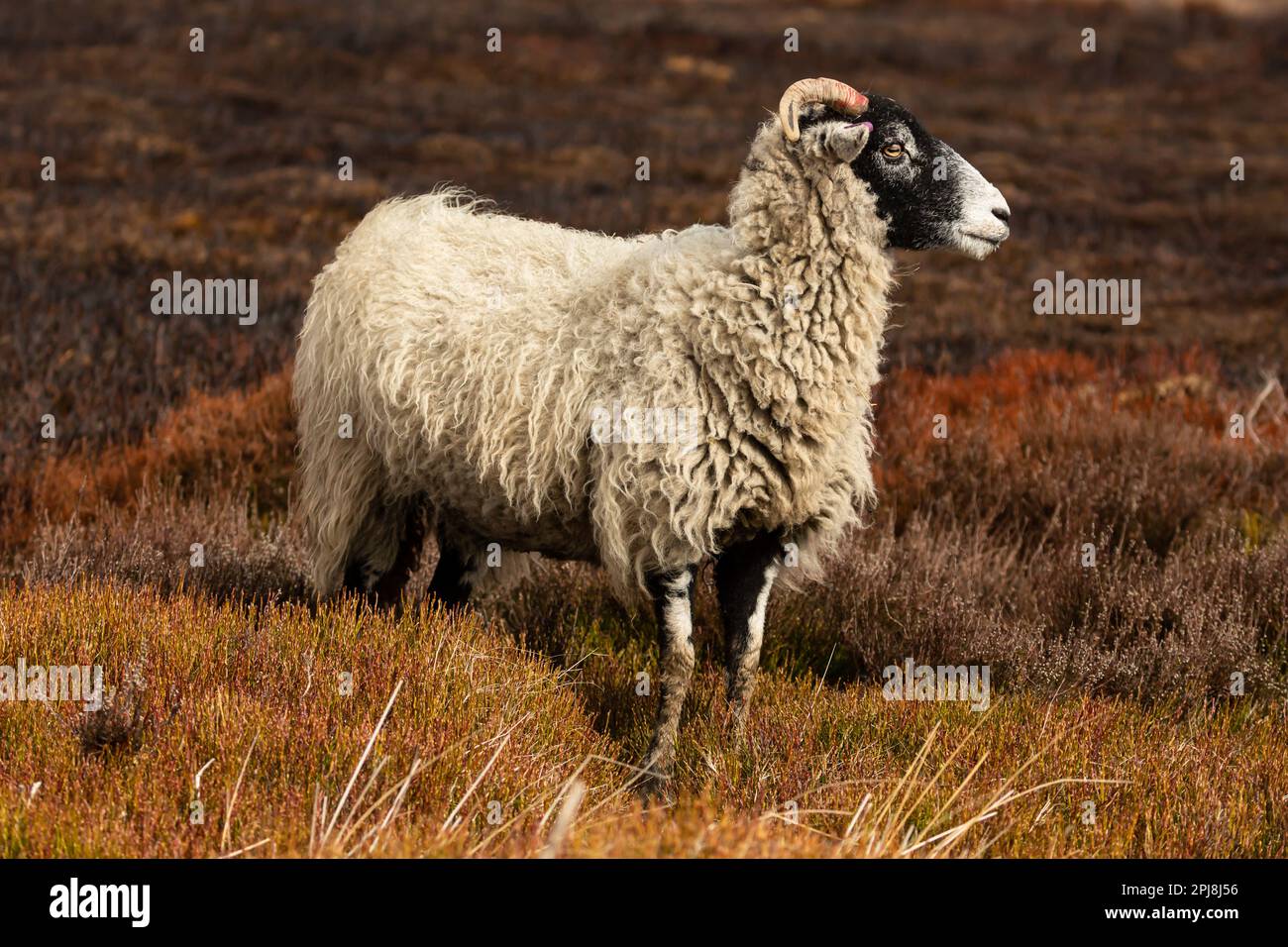 Gros plan d'un ewe Swaledale à Springtime, face à droite sur une lande à ciel ouvert avec fond de bruyère brûlé. Niddoyre, Yorkshire. Copie s Banque D'Images