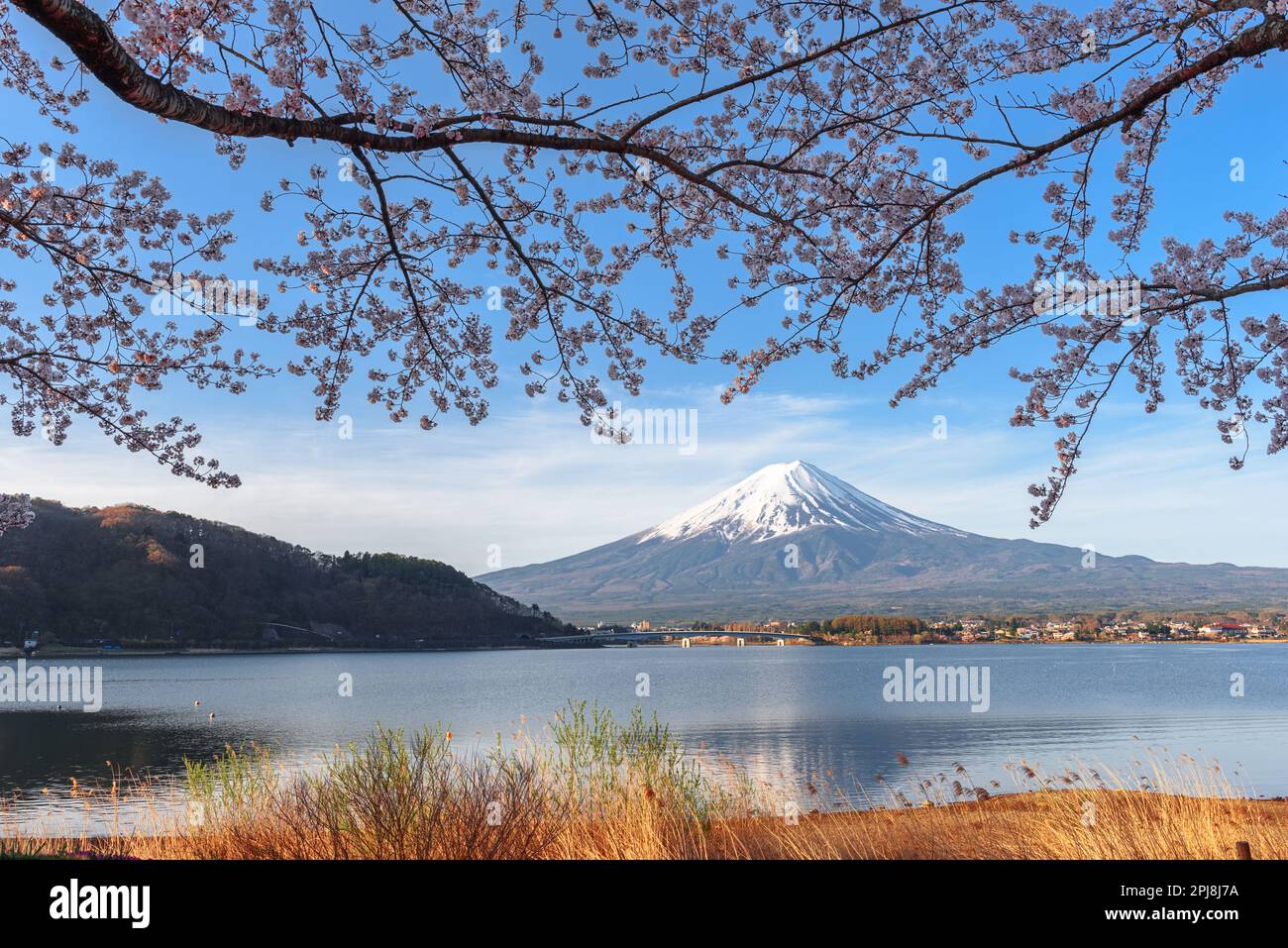 Mt. Fuji, Japon sur le lac Kawaguchi pendant la saison de printemps avec des cerisiers en fleurs. Banque D'Images