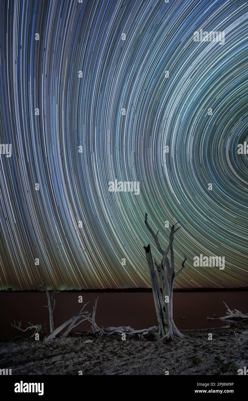 Pistes étoiles et arbres morts au lac salé de WA Wheatbelt Banque D'Images