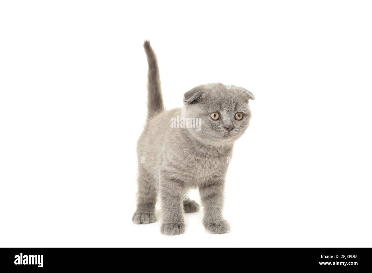 Chaton écossais gris isolé sur fond blanc, découpé. Vue de dessus Banque D'Images