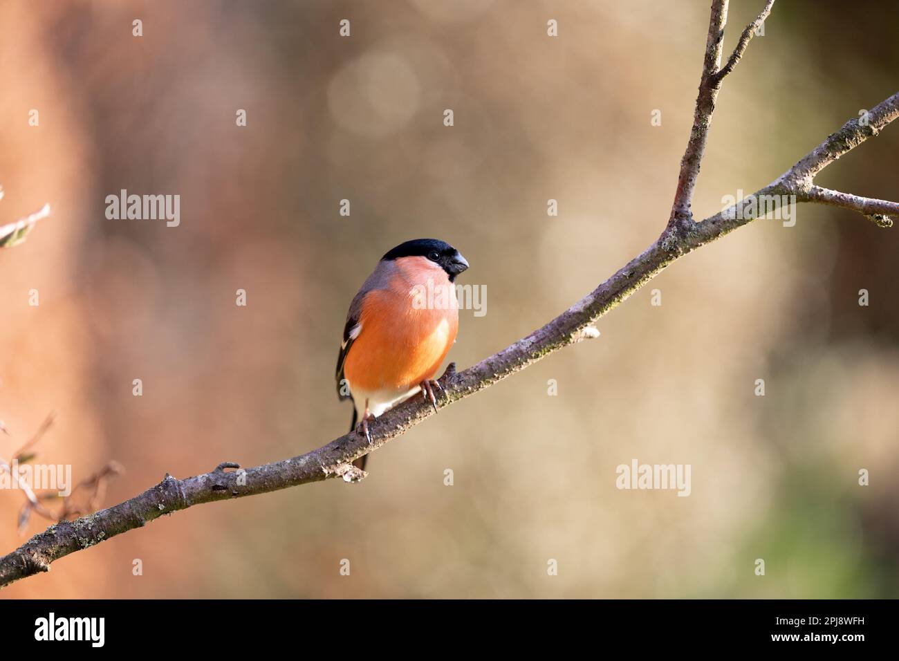 Bullfinch eurasien (Pyrrhula pyrrhula) mâle adulte posé sur une branche sous le soleil de la fin du printemps - Yorkshire, Royaume-Uni (mars 2022) Banque D'Images