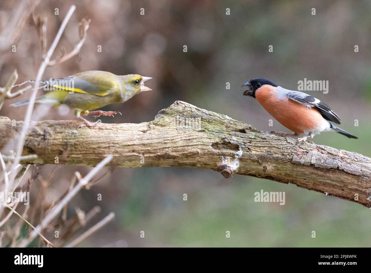 Rencontre agressive des mâles adultes Greenfinch (Chloris chloris) et des mâles adultes de Bullfinch eurasien (Pyrrhula pyrrhula) Yorkshire, Royaume-Uni, en février Banque D'Images