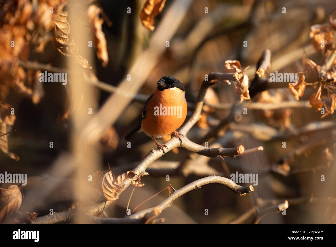 Bullfinch eurasien (Pyrrhula pyrrhula) en hêtres de cuivre avec le soleil bas. Yorkshire, Royaume-Uni en mars Banque D'Images