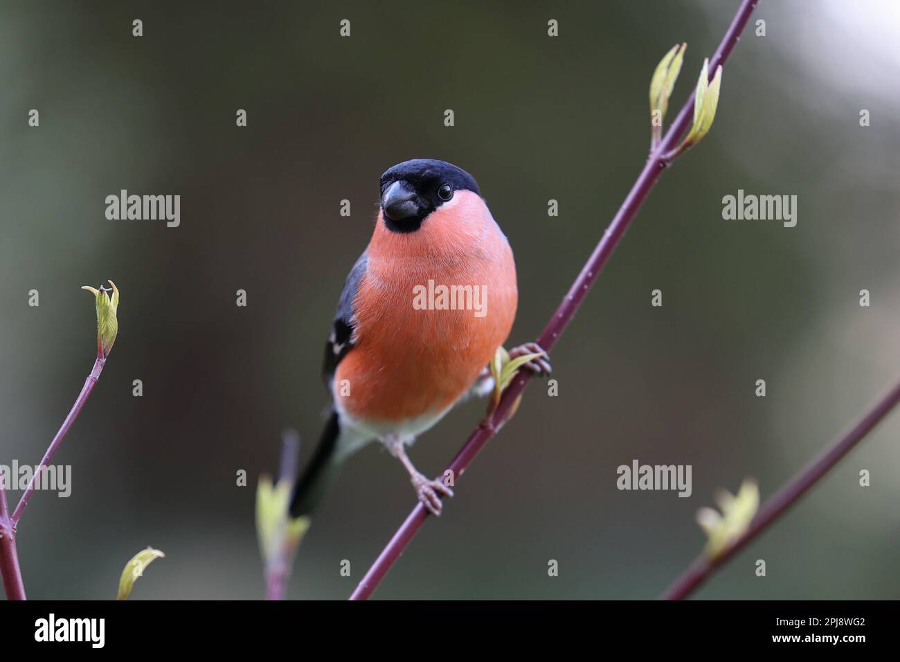 Bullfinch eurasien (Pyrrhula pyrrhula) perché sur une branche mince - Yorkshire, Royaume-Uni (mars 2022) Banque D'Images