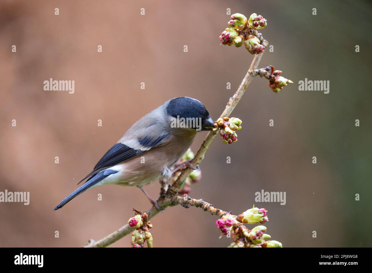 Femelle adulte de Bullfinch eurasien (Pyrrhula pyrrhula) se nourrissant des bourgeons - Yorkshire, Royaume-Uni (mars 2022) Banque D'Images