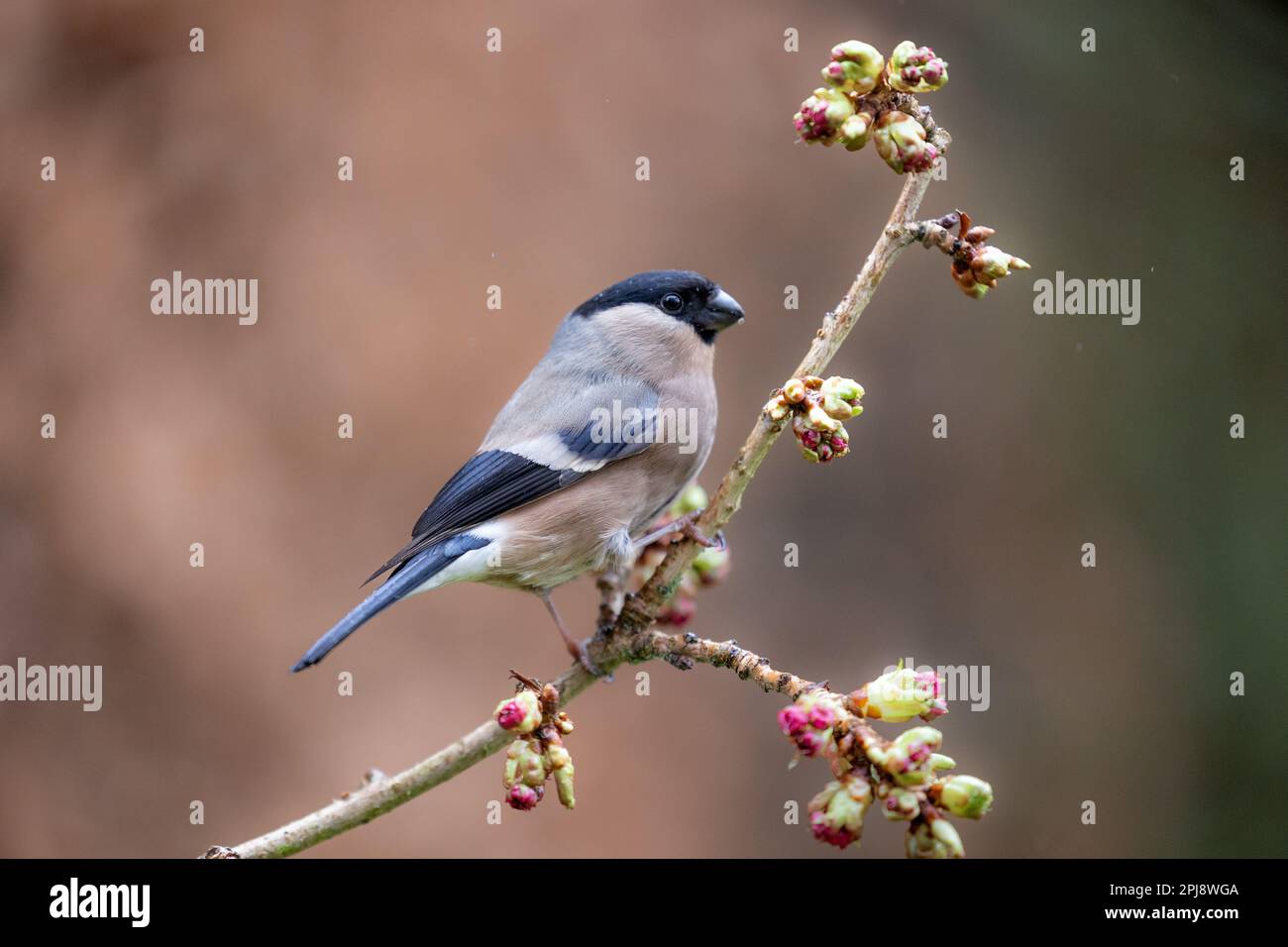 La femelle adulte de Bullfinch eurasien (Pyrrhula pyrrhula) pose sur une branche mince - Yorkshire, Royaume-Uni (mars 2022) Banque D'Images