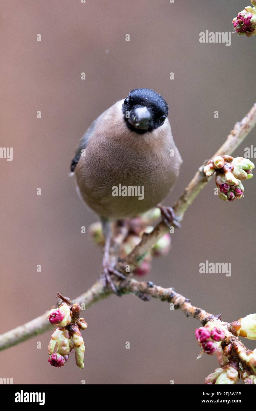 Femelle adulte de Bullfinch eurasien (Pyrrhula pyrrhula) face à la caméra, perchée sur une branche mince - Yorkshire, Royaume-Uni (mars 2022) Banque D'Images