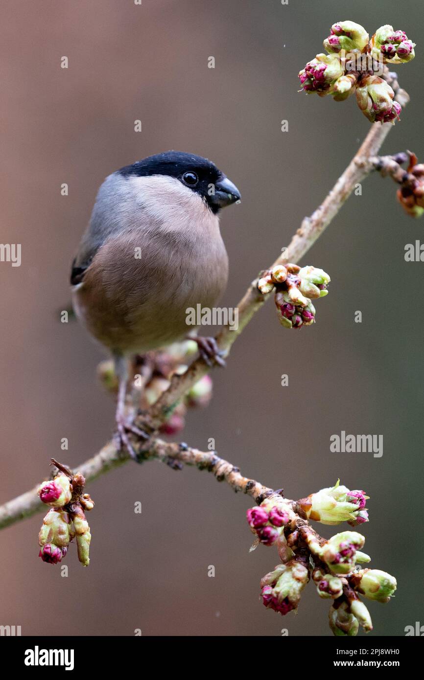 La femelle adulte de Bullfinch eurasien (Pyrrhula pyrrhula) pose sur une branche mince - Yorkshire, Royaume-Uni (mars 2022) Banque D'Images
