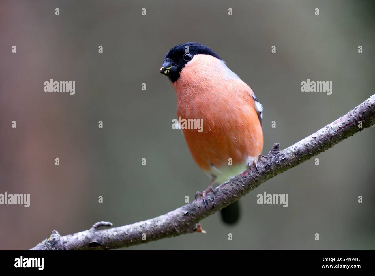 Bullfinch eurasien (Pyrrhula pyrrhula) mâle adulte perchée sur une branche - Yorkshire, Royaume-Uni (mars 2022) Banque D'Images
