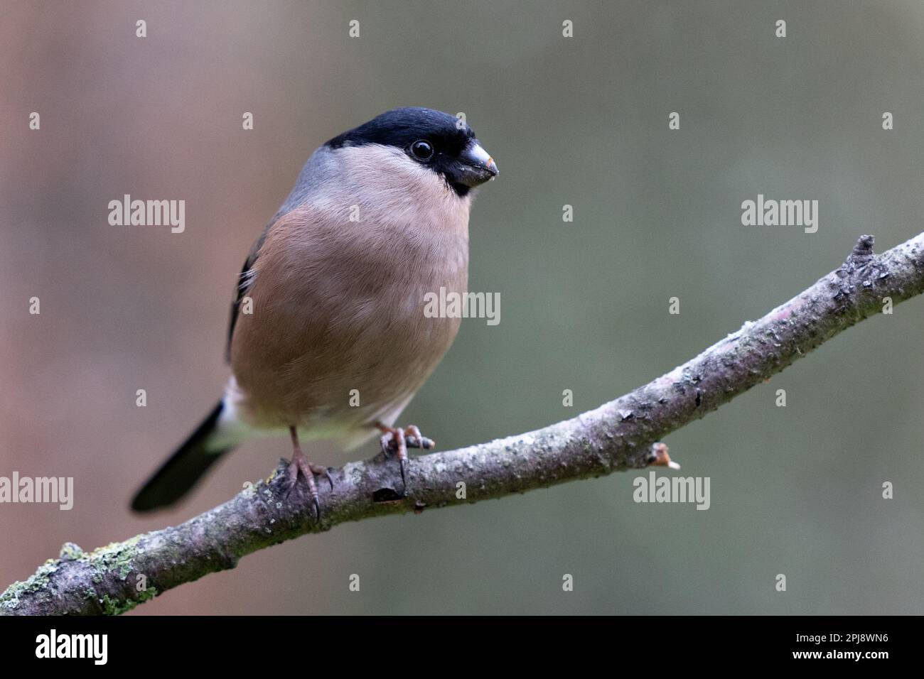 Femelle adulte de Bullfinch eurasien (Pyrrhula pyrrhula) perchée sur une branche - Yorkshire, Royaume-Uni (mars 2022) Banque D'Images