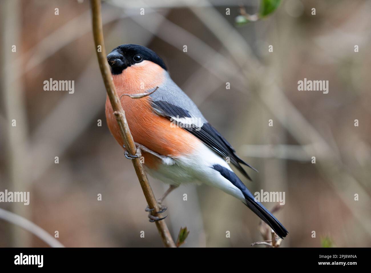 Bullfinch eurasien (Pyrrhula pyrrhula) mâle adulte perchée sur une branche - Yorkshire, Royaume-Uni (mars 2022) Banque D'Images