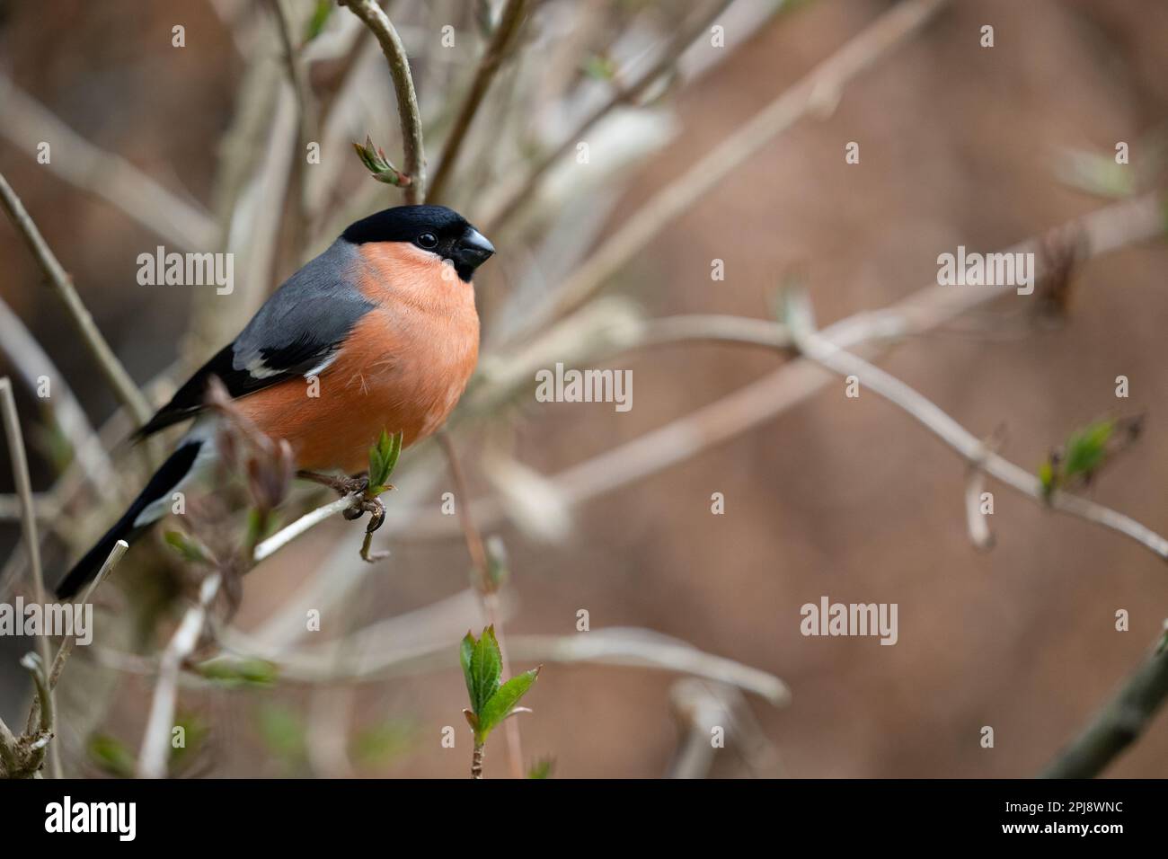 Bullfinch eurasien (Pyrrhula pyrrhula) mâle adulte perchée sur une branche - Yorkshire, Royaume-Uni (mars 2022) Banque D'Images