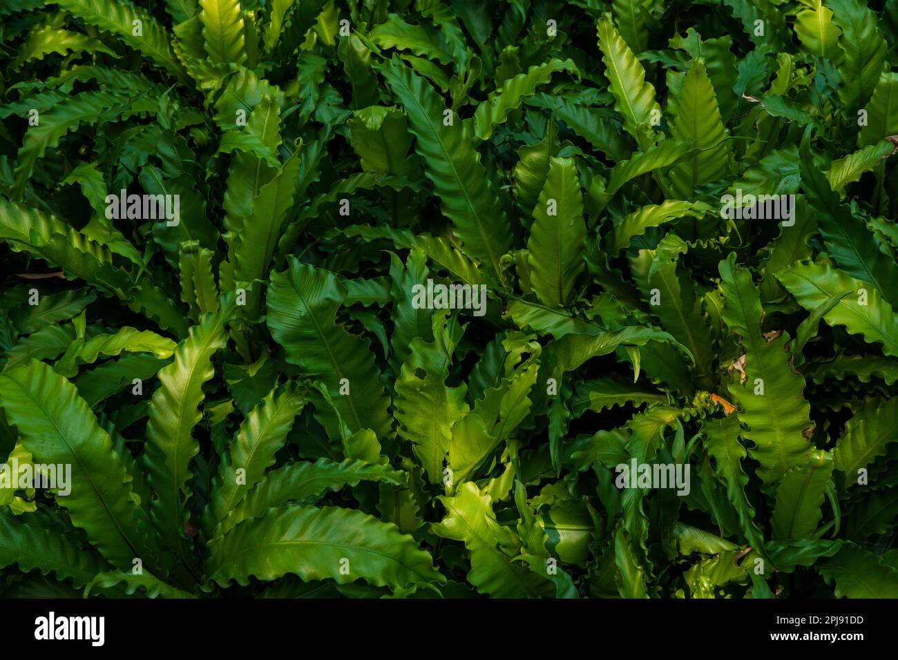 Gros plan des feuilles de fougères vertes dans le jardin, photo de stock. Arrière-plan et texture naturels. Banque D'Images
