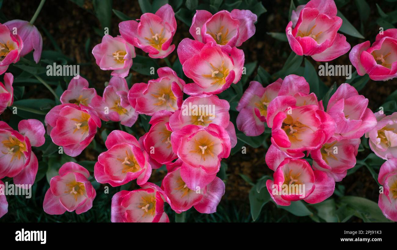 Tulipe rose. Beau bouquet de tulipes. tulipes colorées. tulipes au printemps, tulipe colorée Banque D'Images