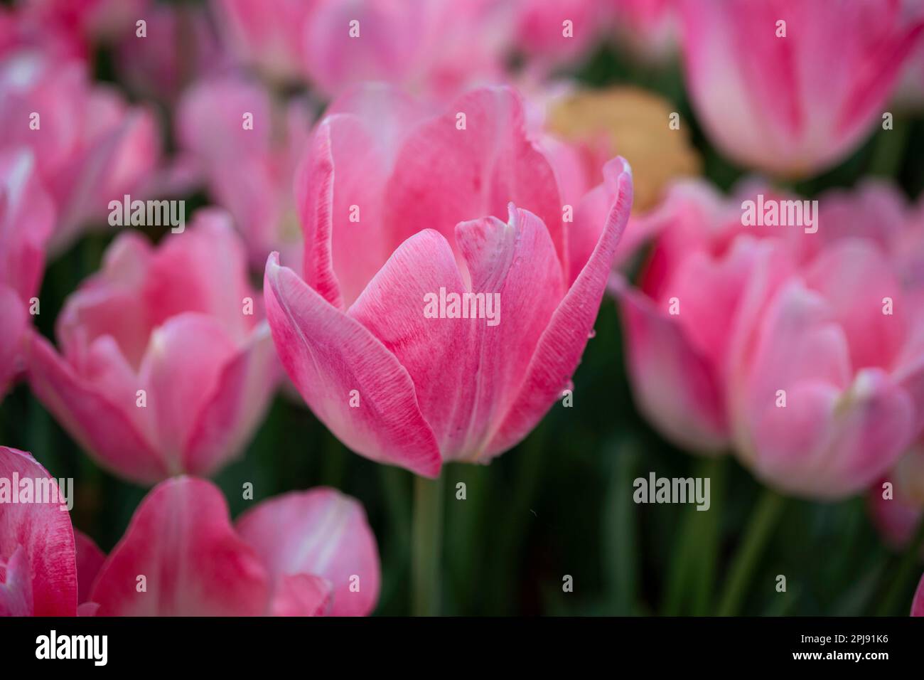 Tulipe rose. Beau bouquet de tulipes. tulipes colorées. tulipes au printemps, tulipe colorée Banque D'Images