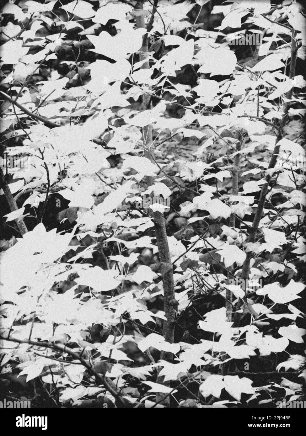 Arbre inféré, Windsor Great Park, Windsor, Berkshire, Angleterre, ROYAUME-UNI, GB. Banque D'Images