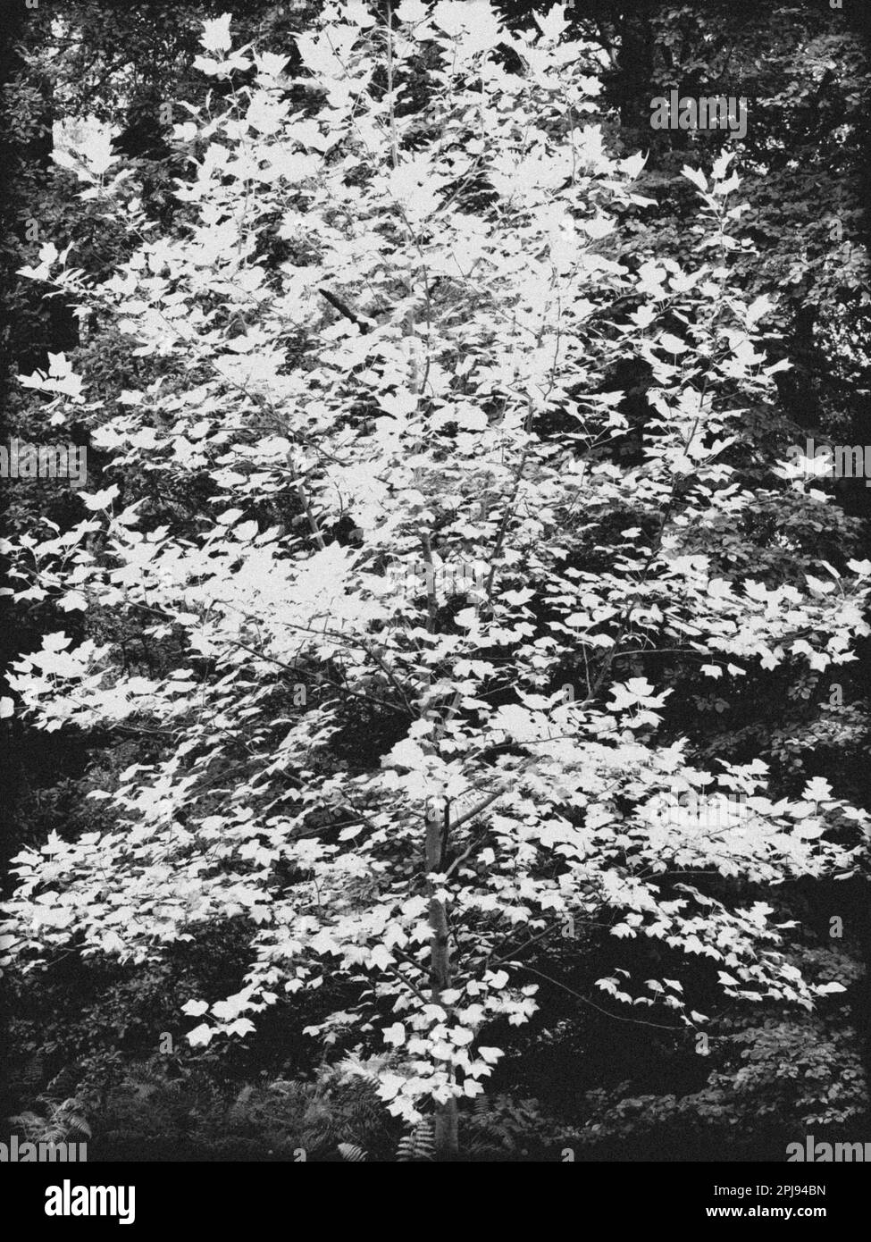 Arbre inféré, Windsor Great Park, Windsor, Berkshire, Angleterre, ROYAUME-UNI, GB. Banque D'Images