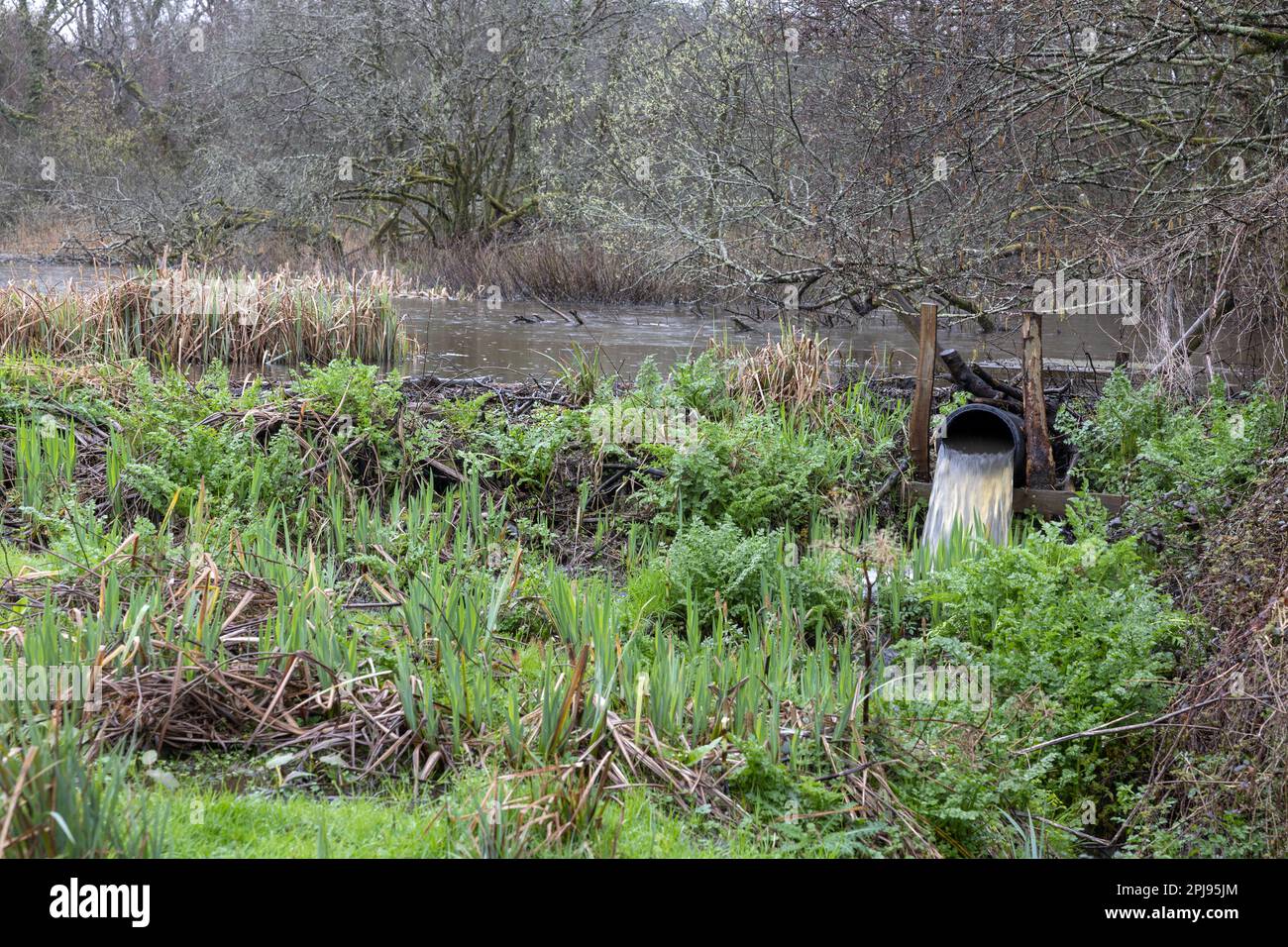 Castor eurasien, fibre de Castor, partie d'un barrage de 55m avec un tuyau « Beaver Deceiver », Dorset, Royaume-Uni. Une espèce de pierre angulaire réintroduite qui remodèle les paysages. Banque D'Images