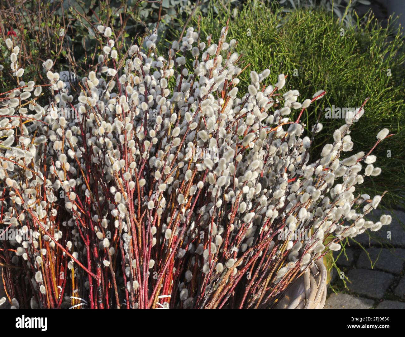 Le printemps arrive. Chatons de saule (Salix caprea) sur un marché, symboles du printemps et de la décoration de pâques.. Banque D'Images