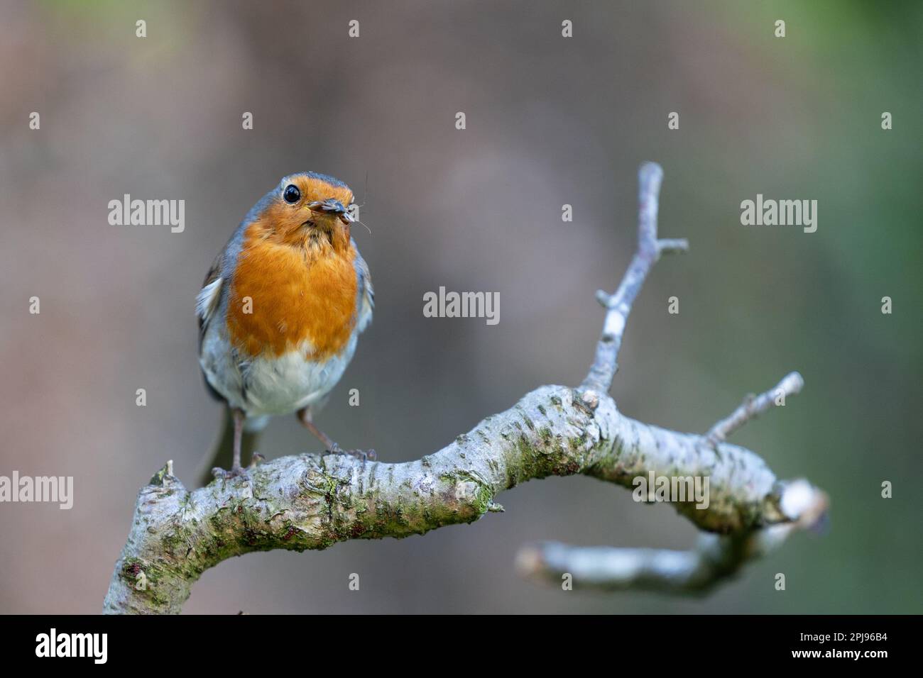 Robin européenne (erithacus rubecula) avec un insecte dans le bec - Yorkshire, Royaume-Uni (avril 2022) Banque D'Images