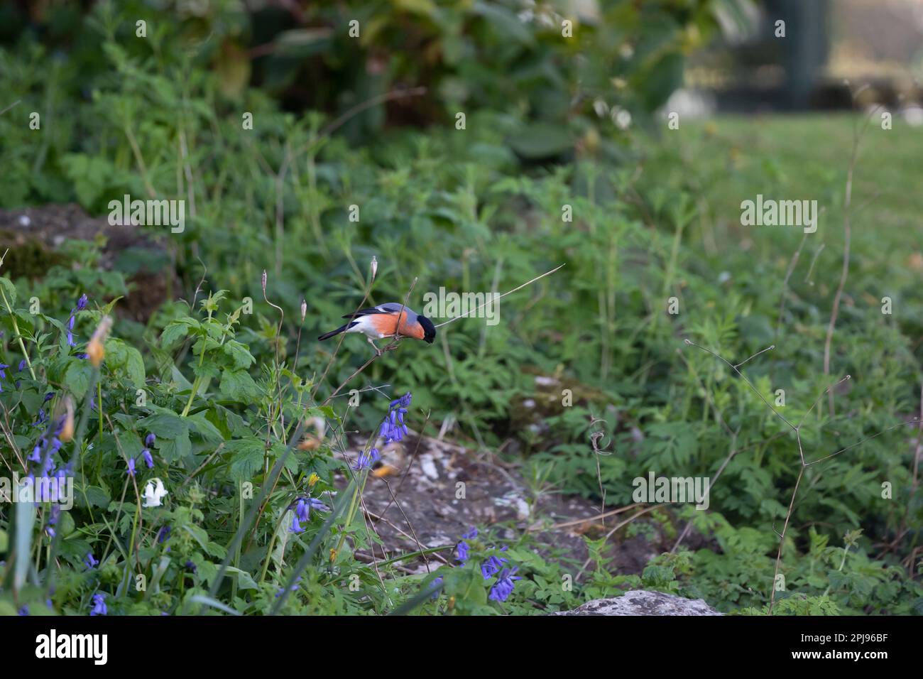 Bullfinch eurasien mâle adulte (Pyrrhula pyrrhula) parmi les réseaux d'araignées et les mauvaises herbes - Yorkshire, Royaume-Uni (avril 2022) Banque D'Images