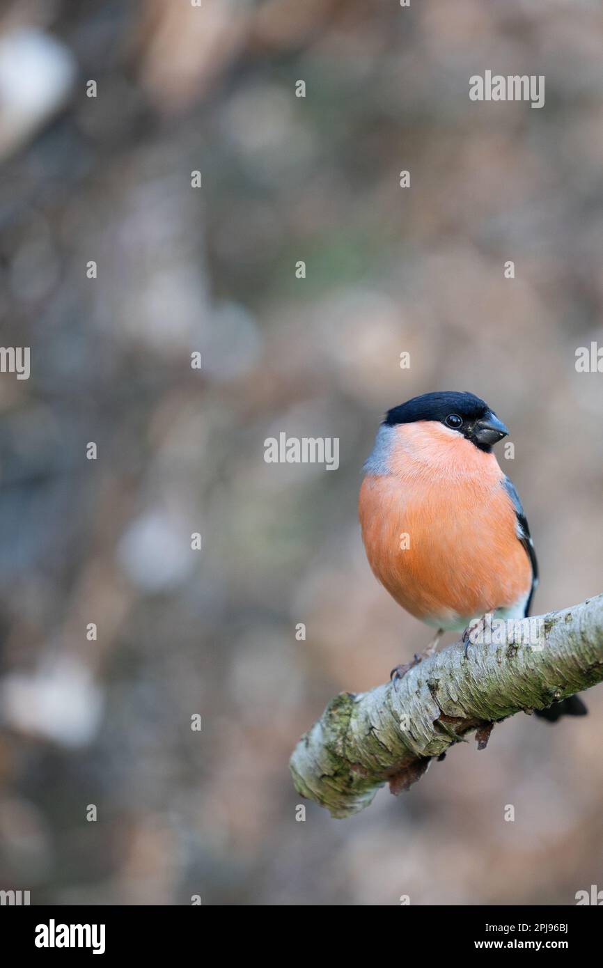 Bullfinch eurasien mâle adulte (Pyrrhula pyrrhula) posé sur une branche - Yorkshire, Royaume-Uni (avril 2022) Banque D'Images