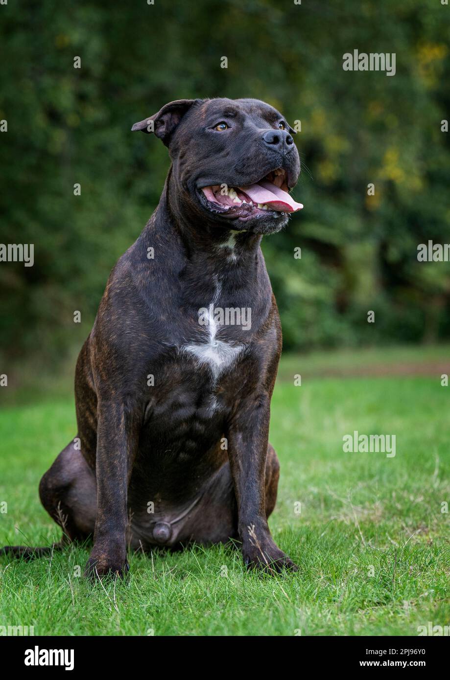 Portrait d'un Staffordshire Bull Terrier. Banque D'Images