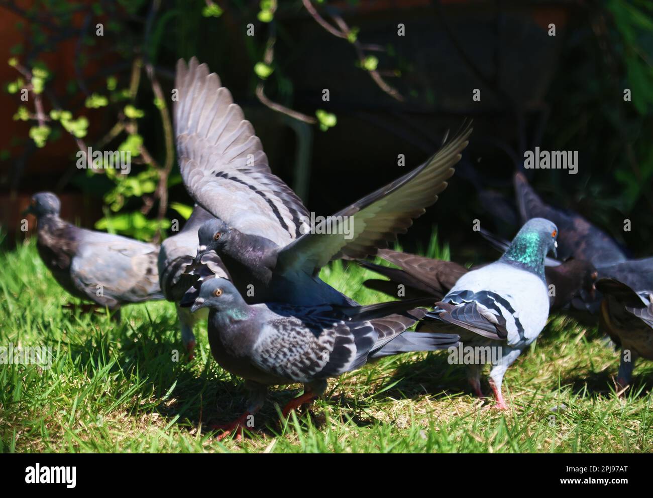 Photographie aléatoire de la nature des oiseaux faisant des choses d'oiseaux, des ailes qui flottent et perchées. Banque D'Images