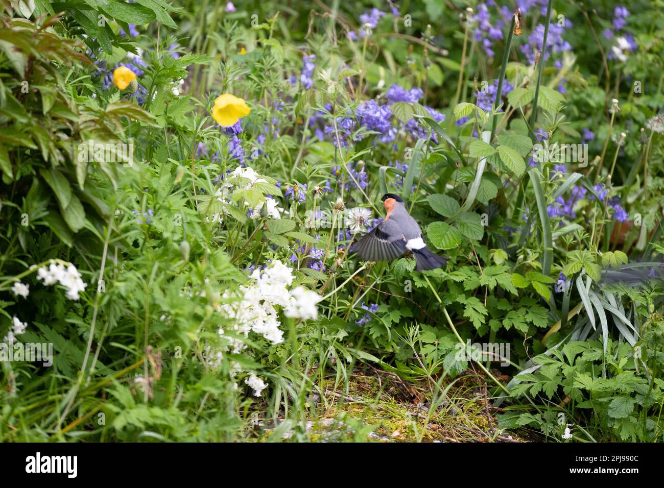 La femelle de Bullfinch eurasien (Pyrrhula pyrrhula) adulte mâle se nourrit de la tête de semence de pissenlit - Yorkshire, Royaume-Uni (mai 2022) Banque D'Images