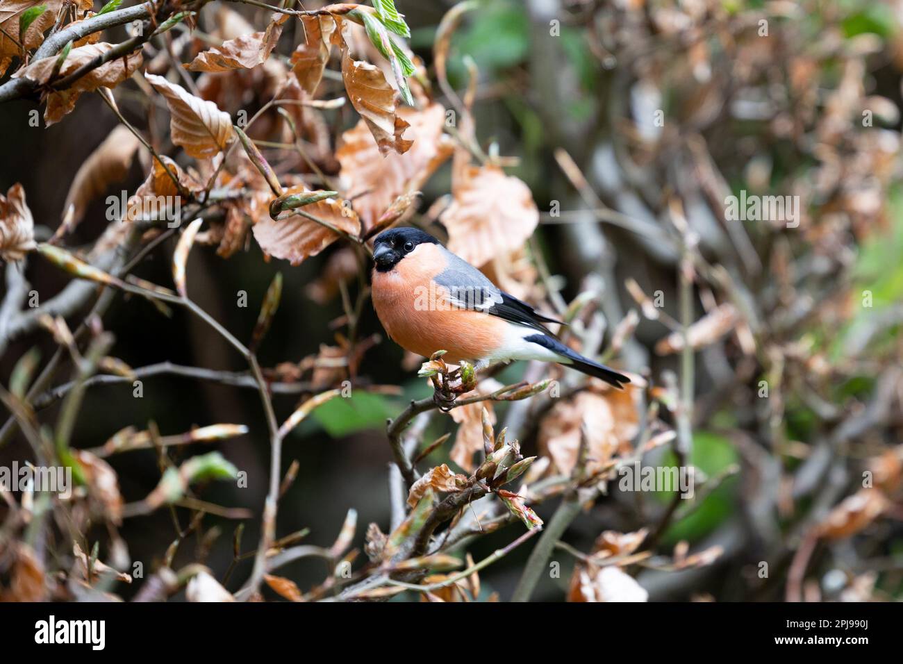 Bullfinch eurasien mâle adulte (Pyrrhula pyrrhula) en haie de hêtre de cuivre - Yorkshire, Royaume-Uni (mai 2022) Banque D'Images