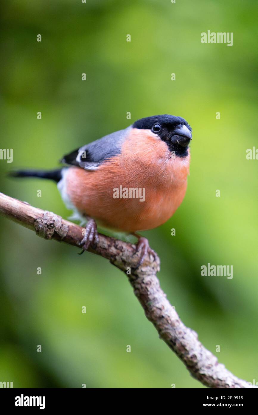 Bullfinch eurasien (Pyrrhula pyrrhula) mâle adulte posé sur une branche avec un fond vert et vibrant - Yorkshire, Royaume-Uni (mai 2022) Banque D'Images