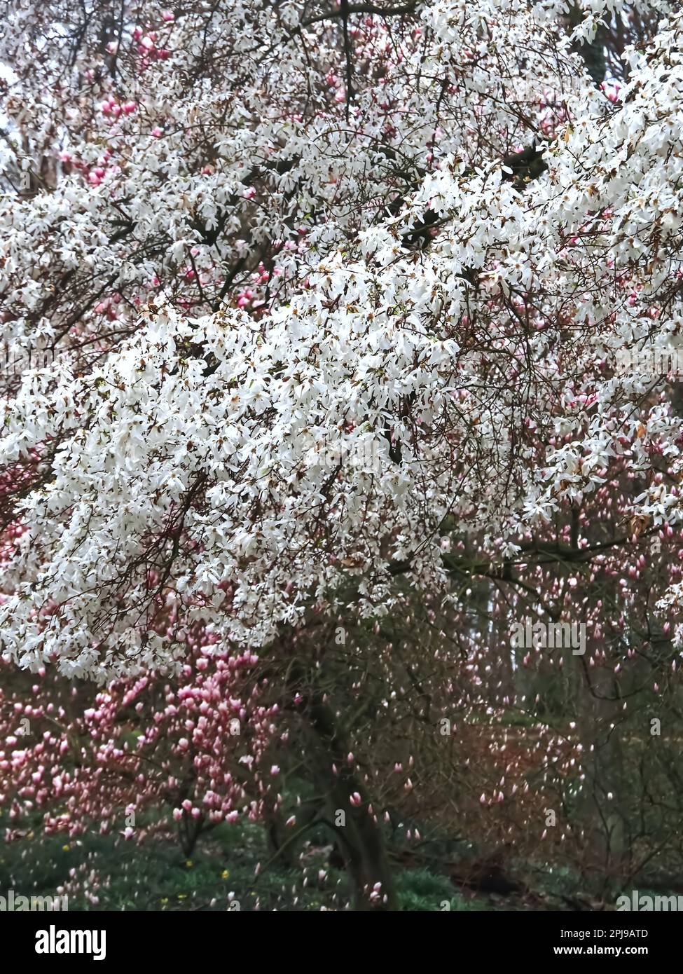 Les magnolia fleurissent par temps pluvieux Banque D'Images