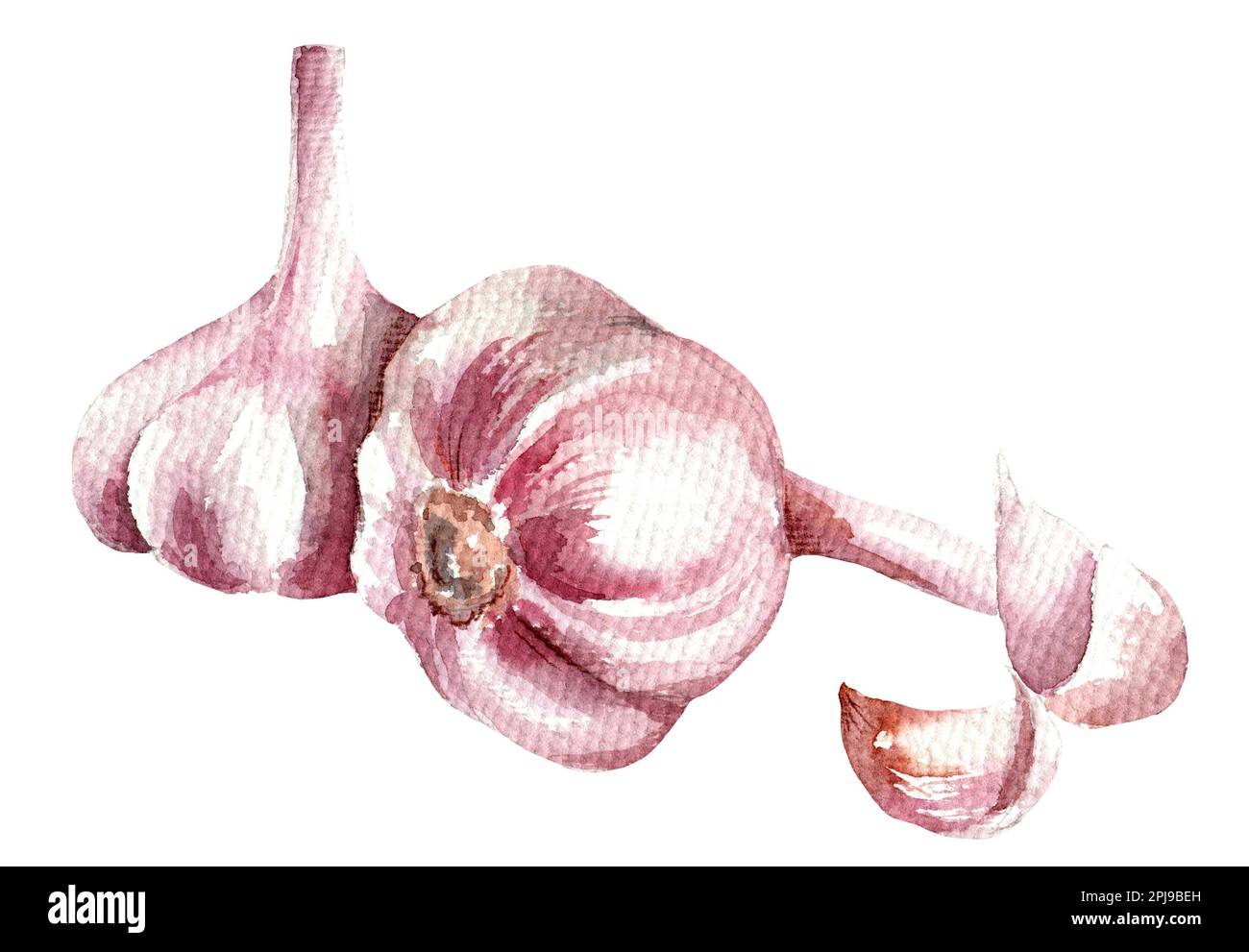 Drawing garlic Banque de photographies et d’images à haute résolution ...