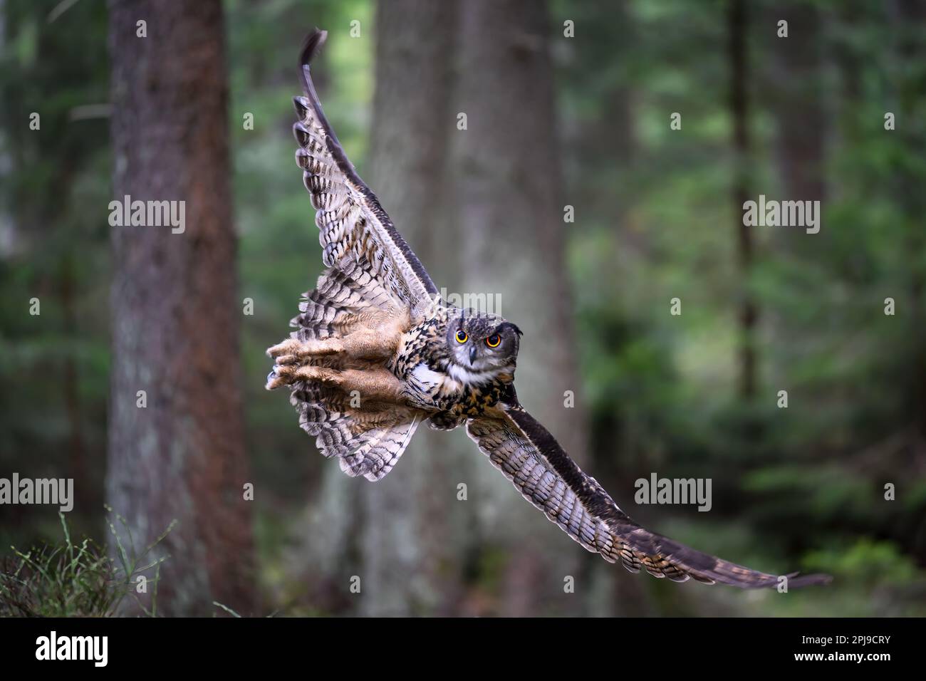 Le grand hibou d'aigle atterrit dans les bois sur une souche. Banque D'Images