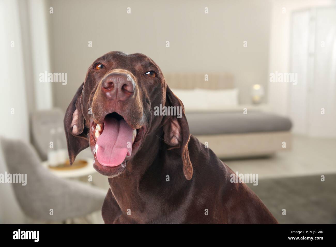 Joli chien dans la chambre, espace pour le texte. Hôtel acceptant les animaux Banque D'Images