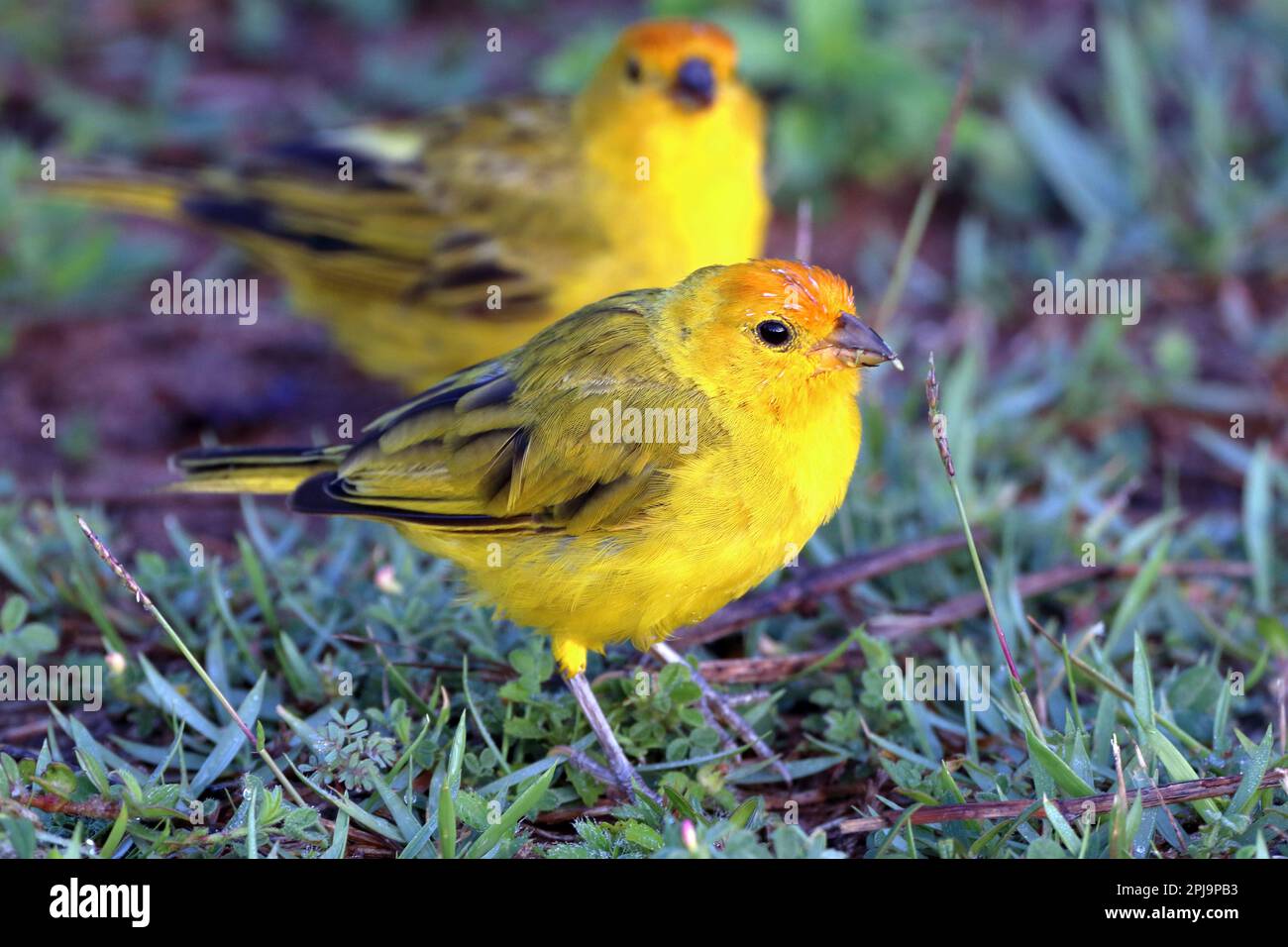 Mâle Saffron Finch (Sicalis flaveola) perché sur l'herbe. en arrière-plan un autre homme flou Banque D'Images